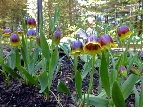 Изображение товара