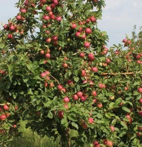 Изображение товара