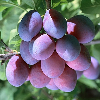 Киргизская превосходная