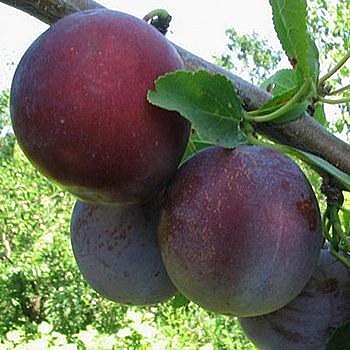 Ренклод альтана