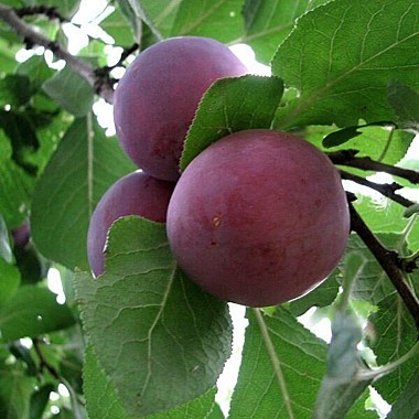 Бербанк гигант