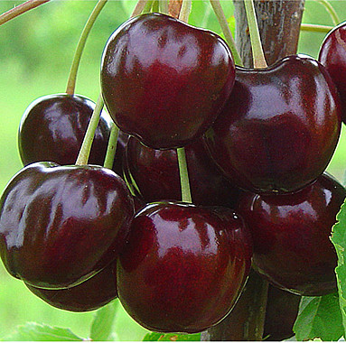 Валерий Чкалов