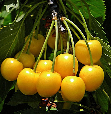 Дрогана желтая