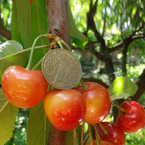 Изображение товара