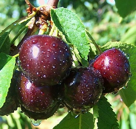Чернокорка