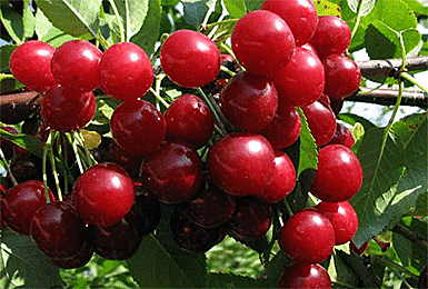 Любская (Любка)