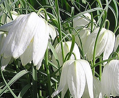 Мелеагрис Альба