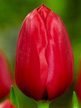 Иль де Франс (Ile de France)