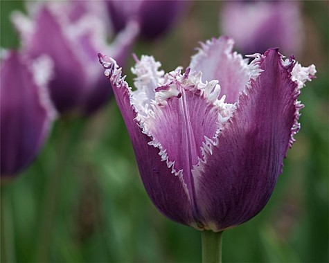 Каминс (Cummins)