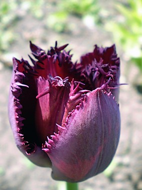 Блэк Джевел (Black Jewel)