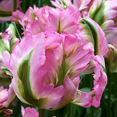 Грин Вейв (Green Wave)