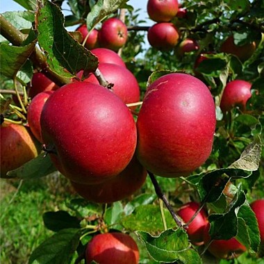 Деличия (Delicia)