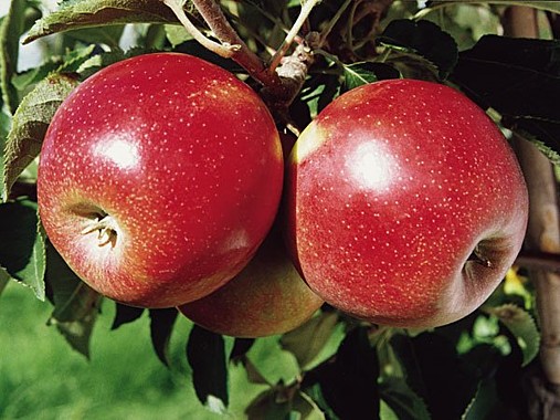 Джонатан (Jonathan)