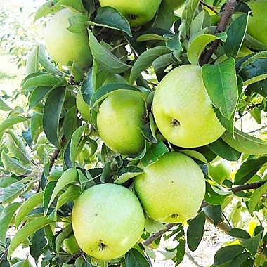 Ренет Симиренко (Reinette Simirenko)