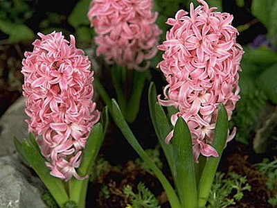 Фондант (Fondant)