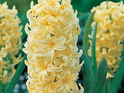 Йеллоу Хаммер (Yellow Hammer)