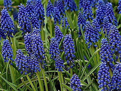 Мускари армянский (Мuscari armeniacum)