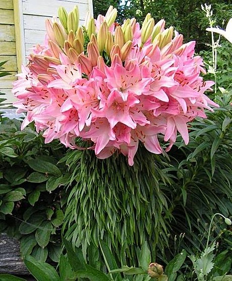 Марлен (Lilium Marlene)