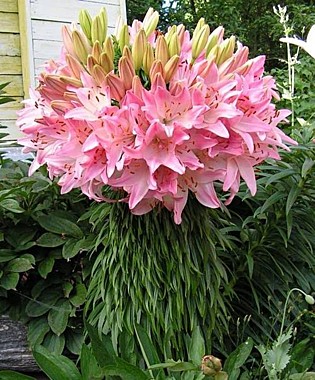 Марлен (Lilium Marlene)